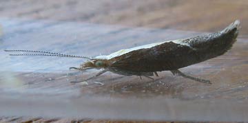 Ypsolopha dentella 