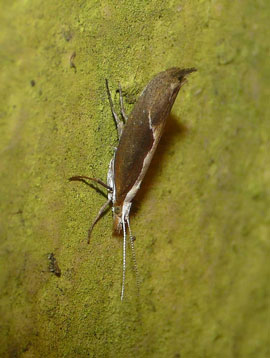 Ypsolopha dentella 