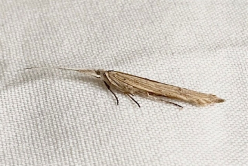 Ypsolopha mucronella 