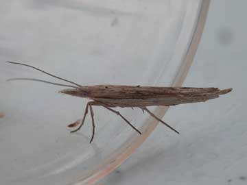 Ypsolopha mucronella 