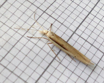 Ypsolopha mucronella 