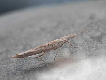 Ypsolopha mucronella 