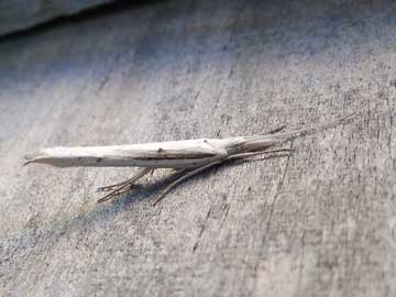 Ypsolopha mucronella 