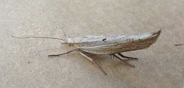Ypsolopha nemorella 