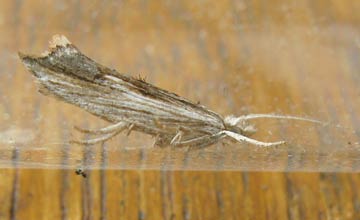 Ypsolopha scabrella 