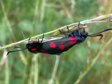 Zygaena lonicerae 