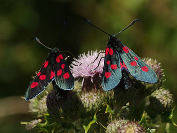 Zygaena lonicerae 