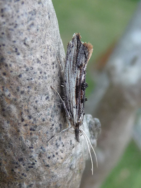 Ypsolopha scabrella 