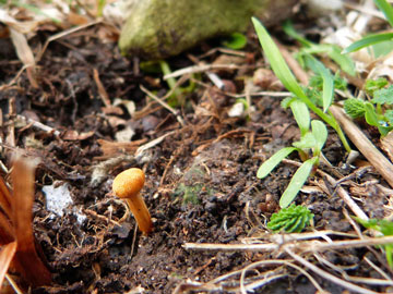 Korscheltellus lupulina 