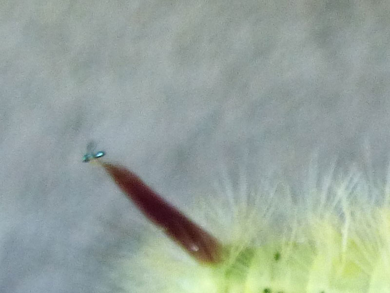 Calliteara pudibunda 