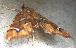 Musotima nitidalis 