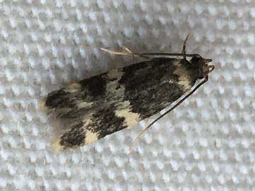 Oegoconia deauratella 