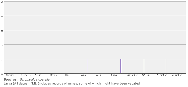 larval phenology
